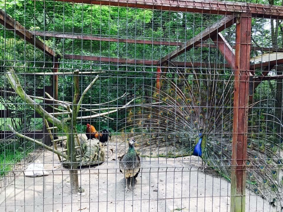 Pension Casa Vanatorilor Băile Olăneşti Extérieur photo